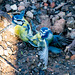 Blue tits fighting