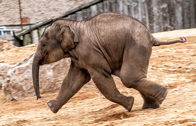 Baby elephant at full speed