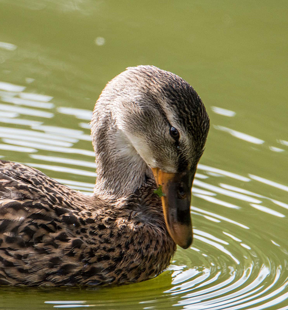 Mallard close up