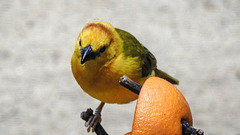 20200301 6531CPw [D~MS] Genickbandweber (Ploceus castaneiceps), Zoo,  Münster