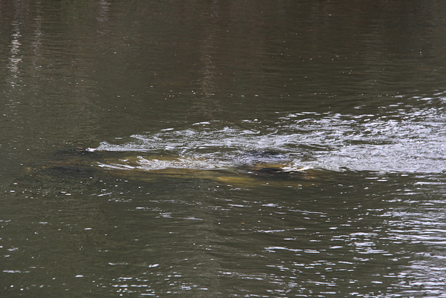 Submerged car!!