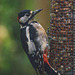 Greater Spotted Woodpecker