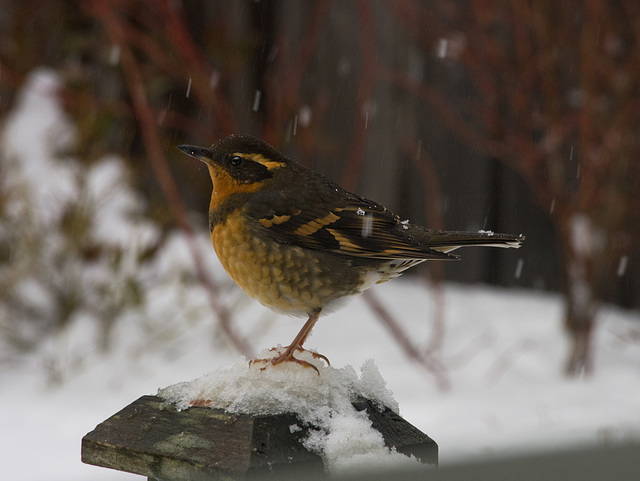 VARIED THRUSH