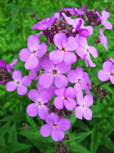 Dame's Rocket (Hesperis matronalis)