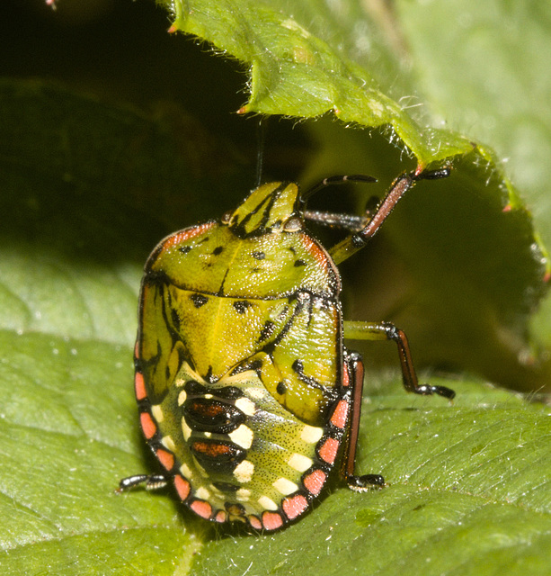 IMG 2991 Southern Green Shield Bugv2