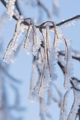 frosted twigs