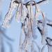 frosted twigs