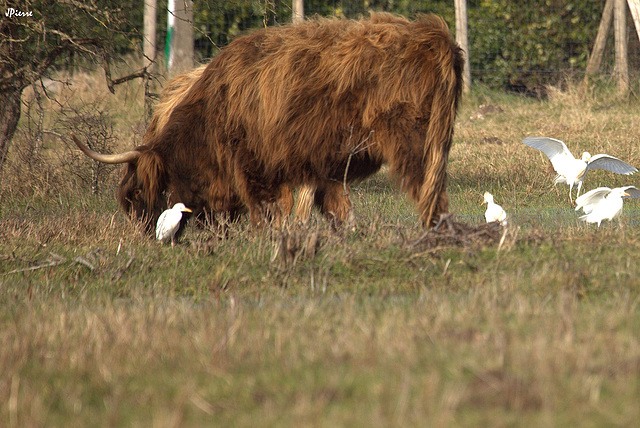 Vache highland