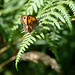 Gatekeeper butterfly