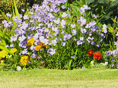 Beautiful Garden