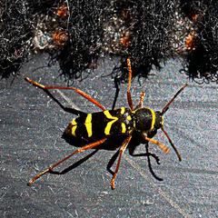 Echter Widderbock