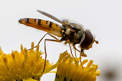 20140714 3921VRMw [D~LIP] Hainschwebfliege (Episyphus balteatus), [Wander-, Winterschwebfliege], UWZ, Bad Salzuflen