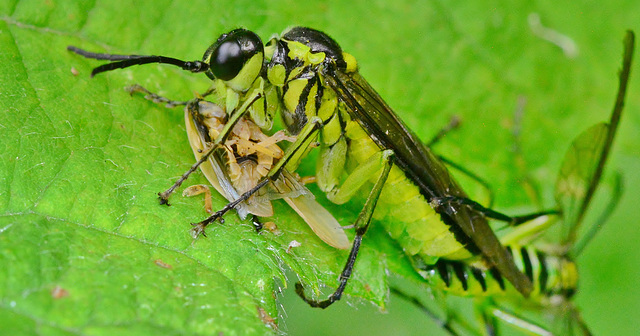 Sawfly having a wee snack!