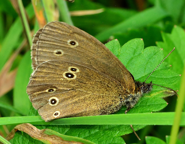 Ringlet. Aphantopus hyperantus