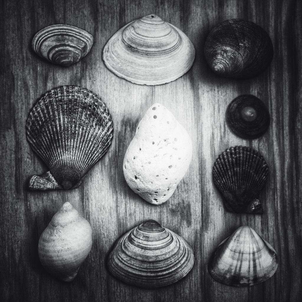 shells