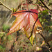 Sweetgum leaf