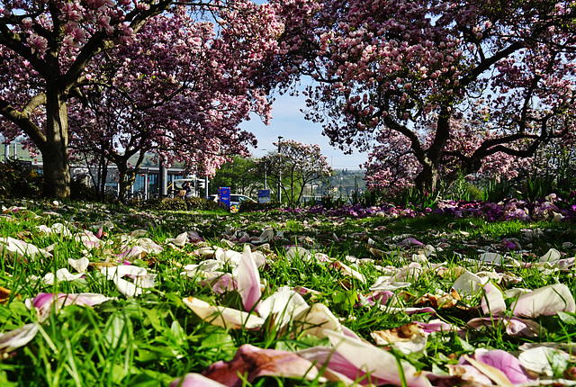 Die Magnolienzeit geht zu Ende - The Magnolia season comes to an end