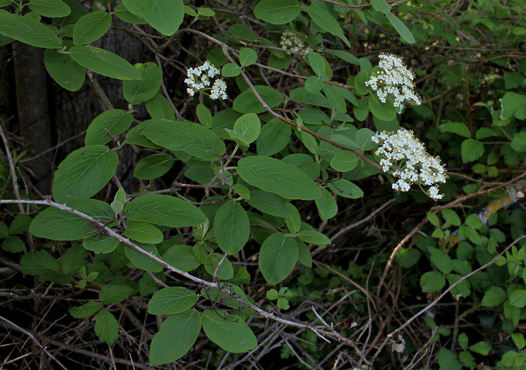 Viburnum lantana  (3)