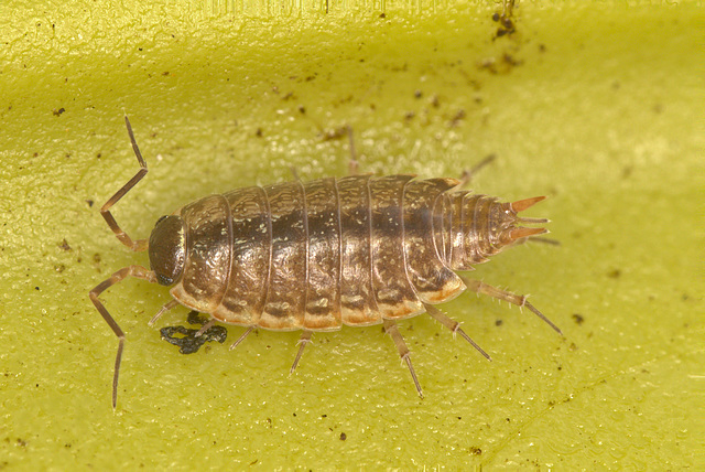 Woodlouse EF7A4826