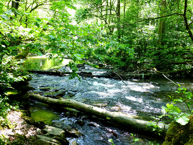 DE - Wierschem - Eltzer Burgpanorama Trail