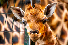 Baby giraffe