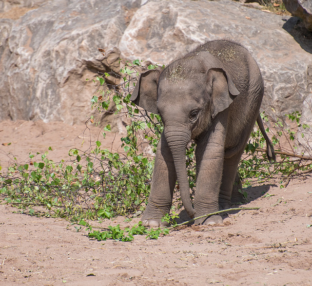 baby elephant at play