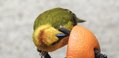 20200301 6532CPw [D~MS] Genickbandweber (Ploceus castaneiceps), Zoo,  Münster