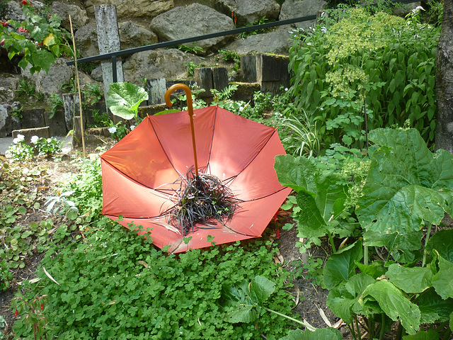 Autre curiosité de ce jardin extraordinaire...