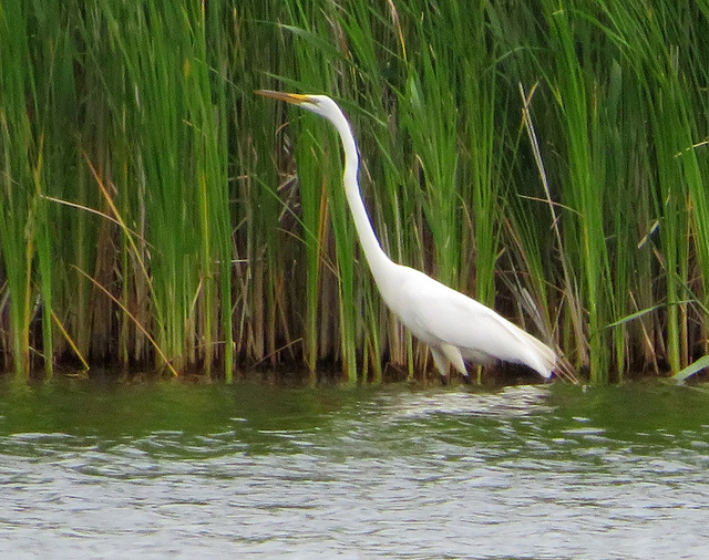 Great White Heron