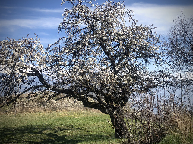 Il est si beau que je vais le voir tous les printemps..