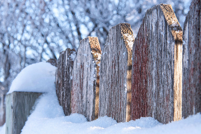 afternoon light through a fence