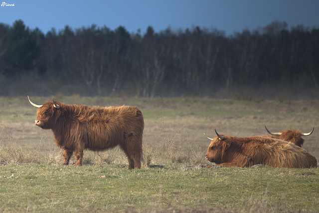 Vaches highland