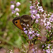 Gatekeeper butterfly