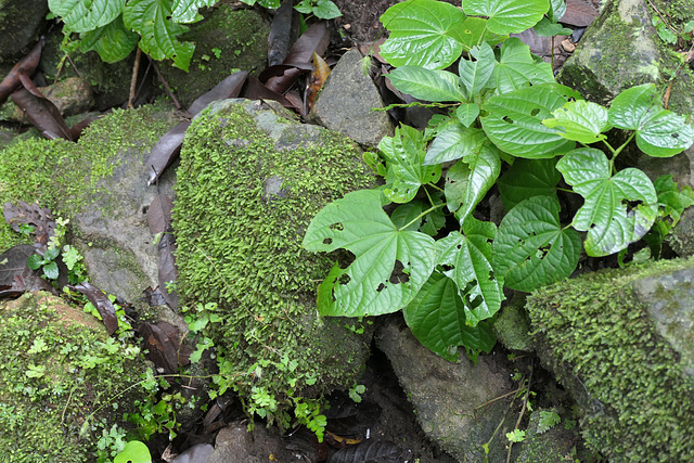 Nature takes its land back