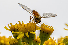 20140714 3920VRMw [D~LIP] Hainschwebfliege (Episyphus balteatus), [Wander-, Winterschwebfliege], UWZ, Bad Salzuflen