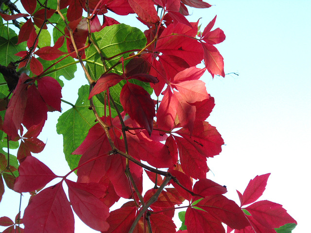Lovely red leaves