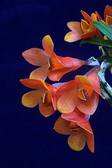 Dendrobium Illusion