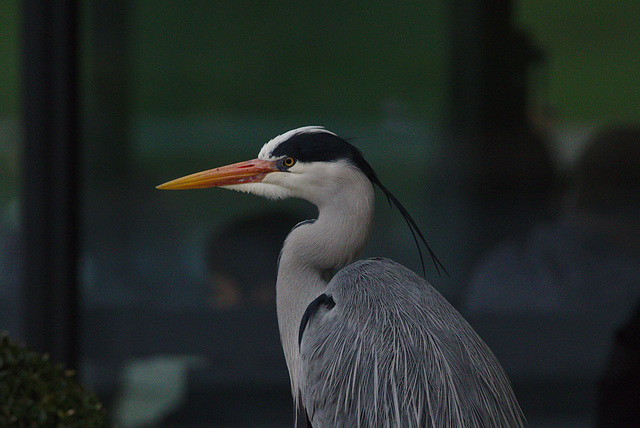 EF&A0714heron