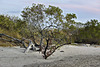 A Precarious Toehold – Marriott Guanacaste Resort & Spa, near Tamarindo, Guanacaste Province, Costa Rica