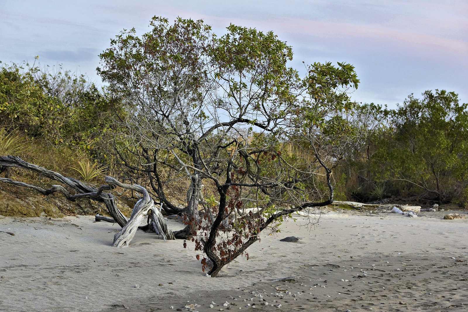 A Precarious Toehold – Marriott Guanacaste Resort & Spa, near Tamarindo, Guanacaste Province, Costa Rica