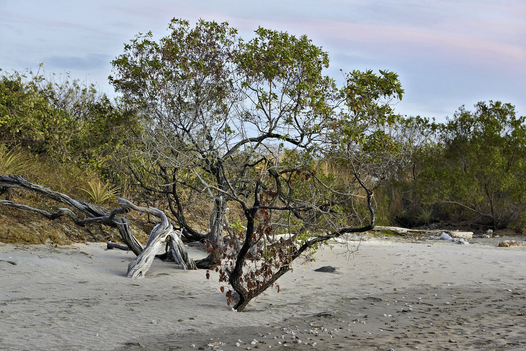 A Precarious Toehold – Marriott Guanacaste Resort & Spa, near Tamarindo, Guanacaste Province, Costa Rica