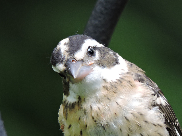 Rose-breasted Grosbeaks