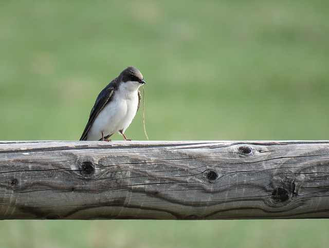 Nest building time - Tree Swallow female