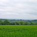 View from Withycombe Wood