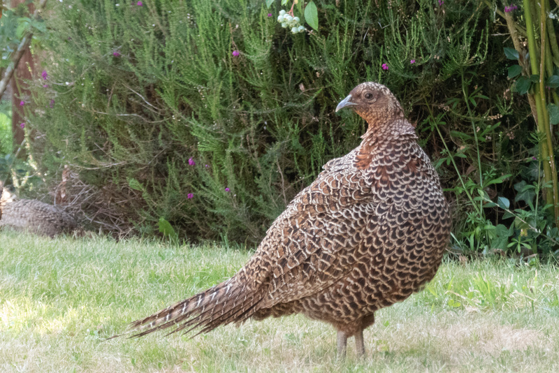 Hen Pheasant