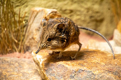 Elephant shrew