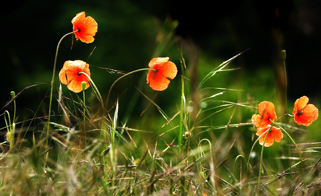 Nach dem Regen - After the rain