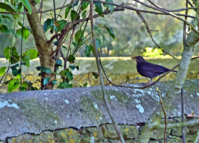 Busy Blackbird