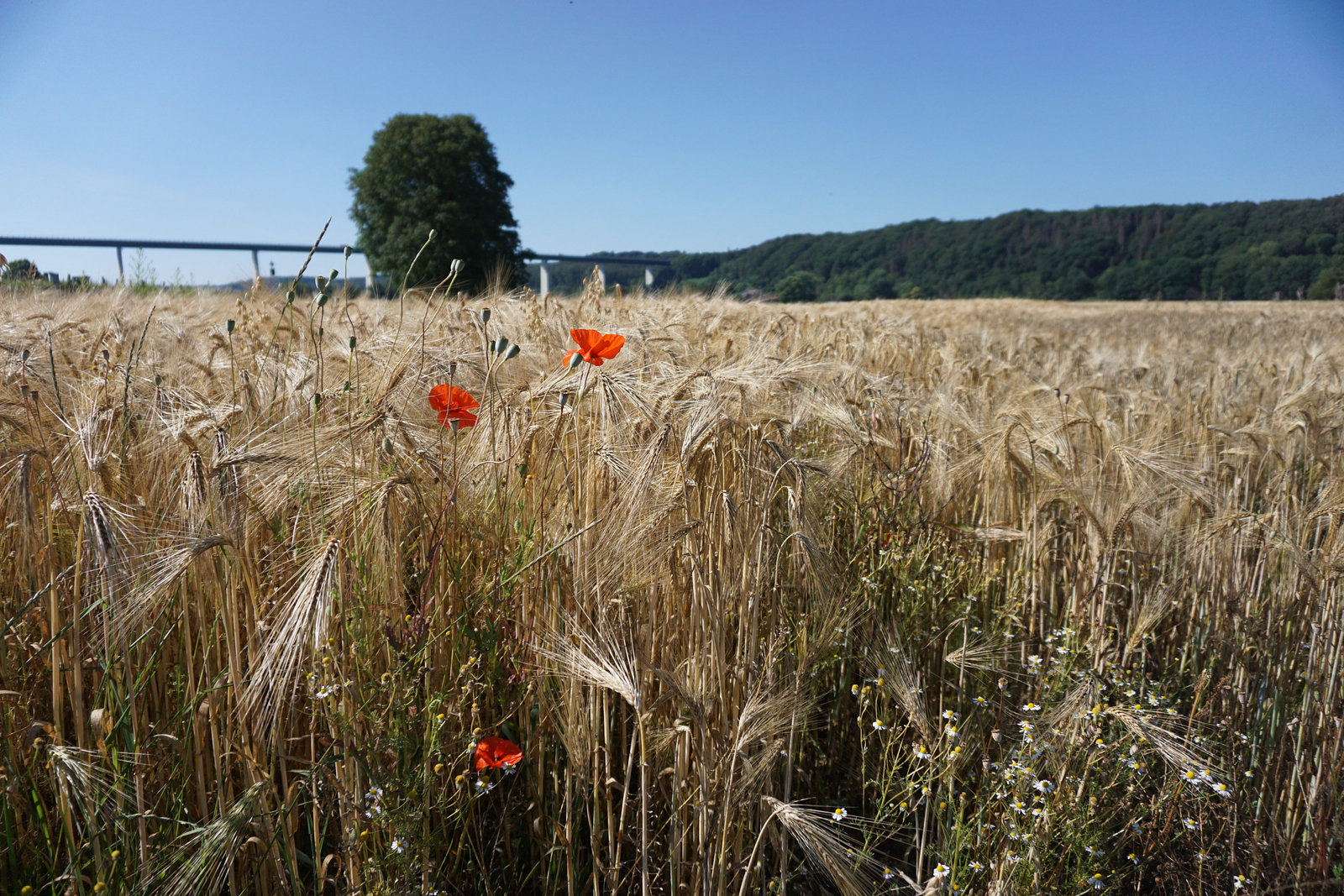 Gerstenfeld im Ruhrtal