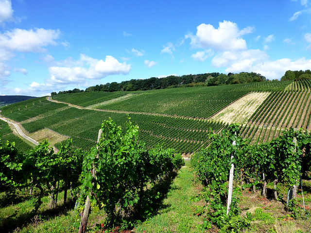 Auf dem Rotweinwanderweg